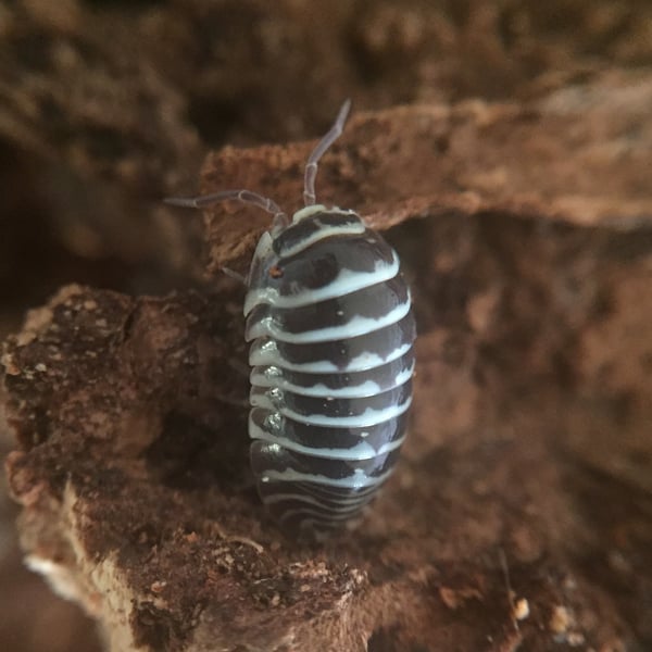 Image of Armadillidium maculatum (Zebras)