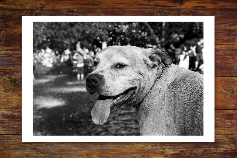 Image of Washington Square Pup