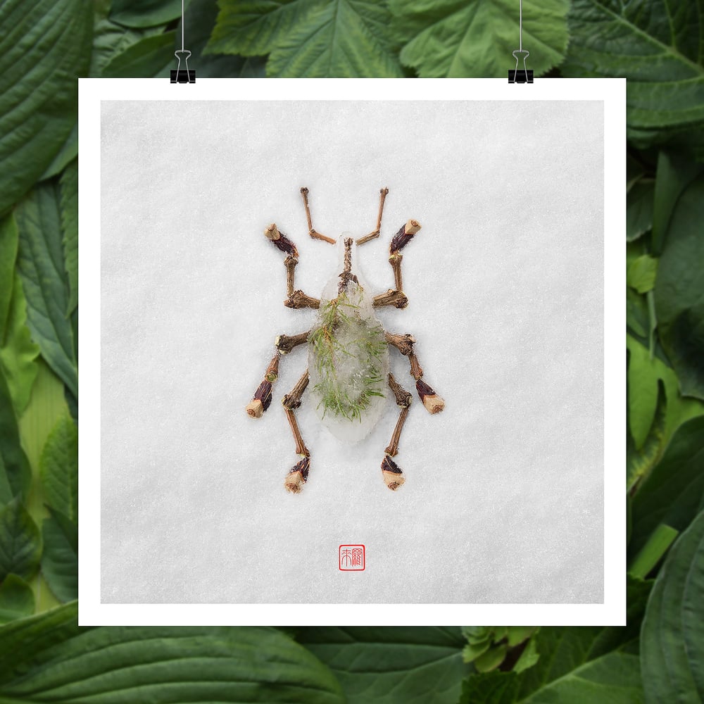 Image of Natura Insects Series 4 -Winter 2017-