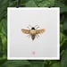 Image of Natura Insects Series 3 -Autumn 2017-