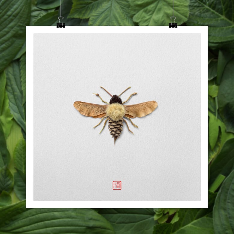 Image of Natura Insects Series 3 -Autumn 2017-