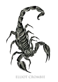 Image 1 of A3 Scorpion Print