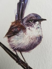 Image 2 of 'Fairy Wren'  A4 Glicee Print