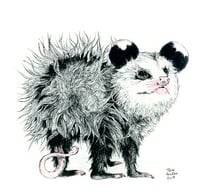 Image 1 of Opossum Joey #1