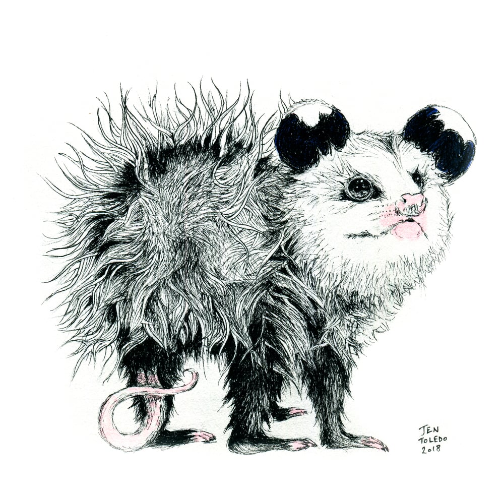 Image of Opossum Baby