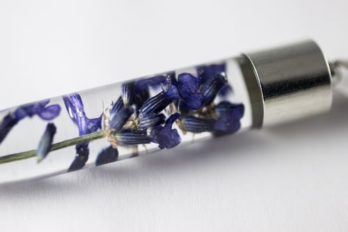 Image of Lavender (Lavandula angustifolia) - Medium #3