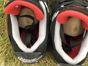 Image of 2019 bred 4s 