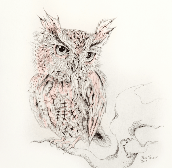 Image of Screech Owl