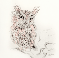 Image 1 of Screech Owl