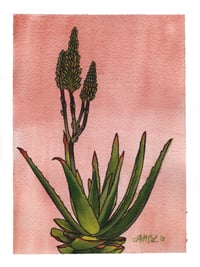 Aloe