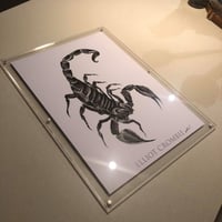 Image 2 of A3 Scorpion Print