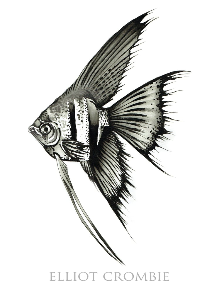 Image of A3 Angelfish Print