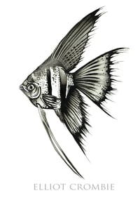 Image 1 of A3 Angelfish Print