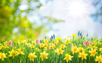 Spring School **A beautiful 20-day video programme**