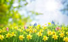 Spring School **A beautiful 20-day video programme**