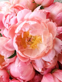 Image 2 of Floral Fundamentals Workshop :: ROMANCED BY PEONIES