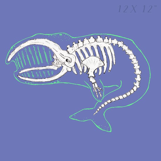Whale - Skin and Bones series