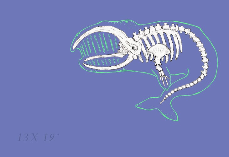 Whale - Skin and Bones series