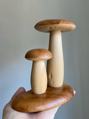 Teak Boletes