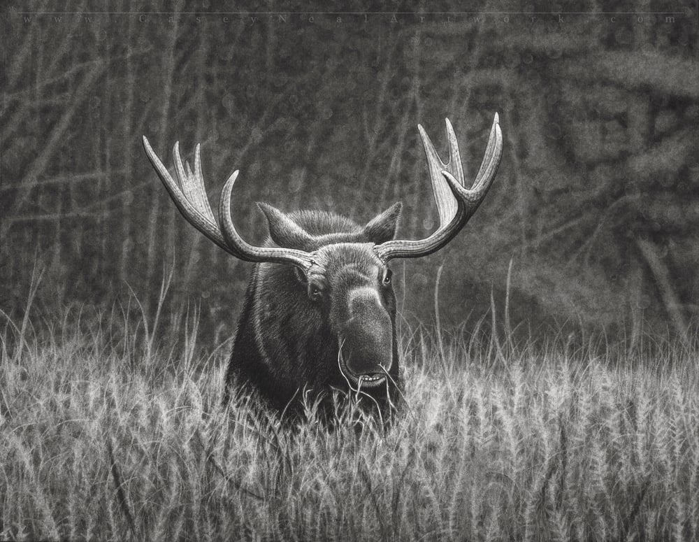 Image of Moose