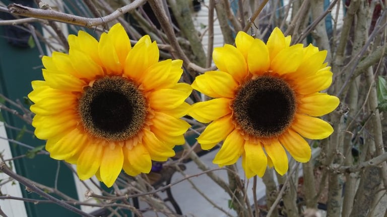 Sunflower Dangle