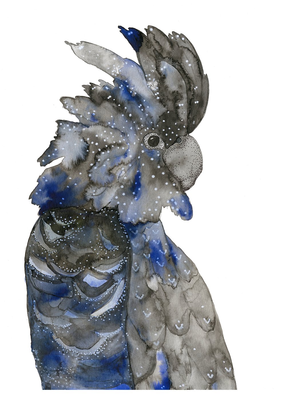 Image of Black and Blue Cockatoo