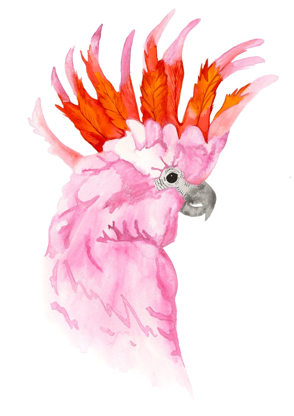 Image of Major Mitchell Cockatoo