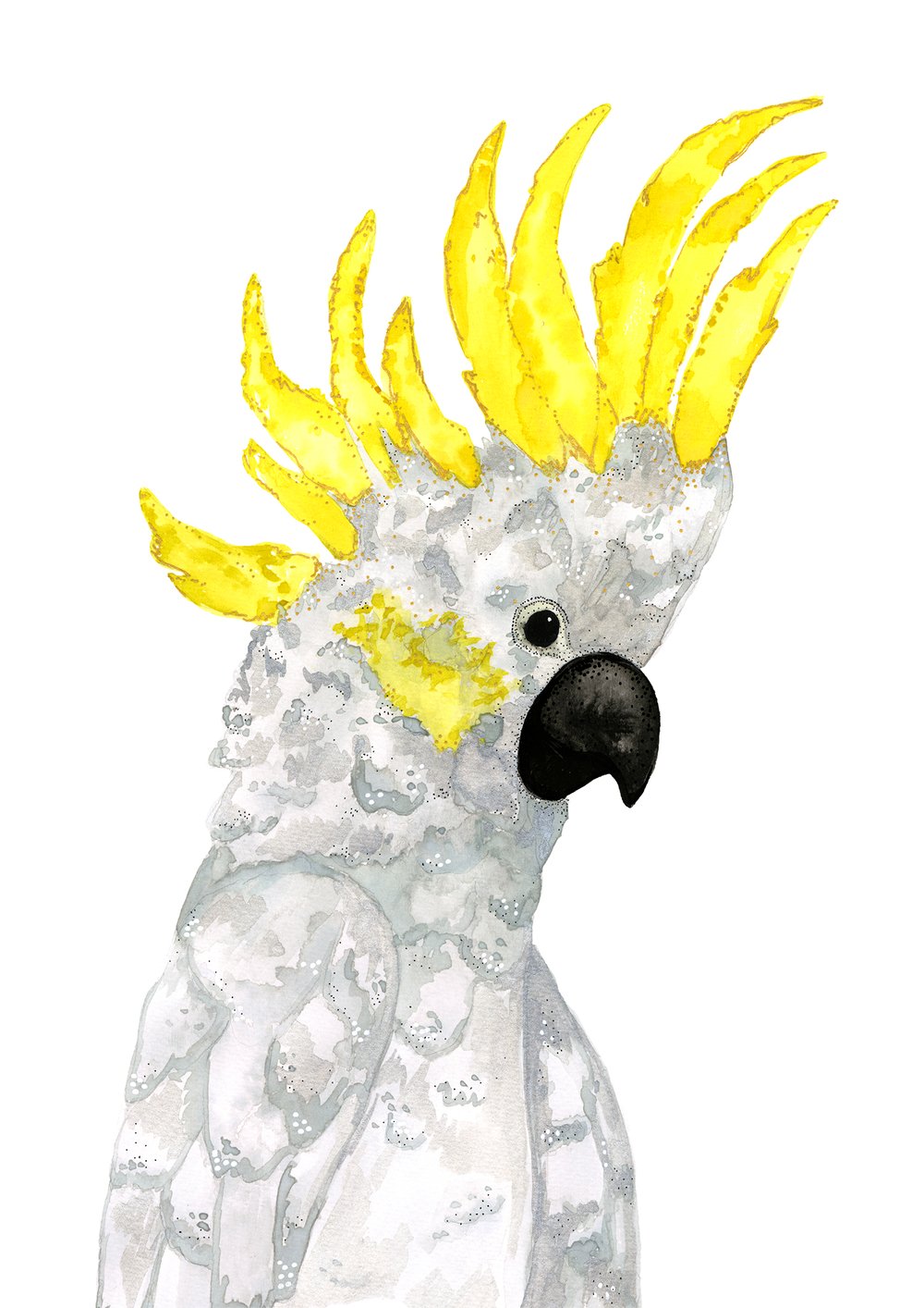 Image of Sulphur-Crested Cockatoo