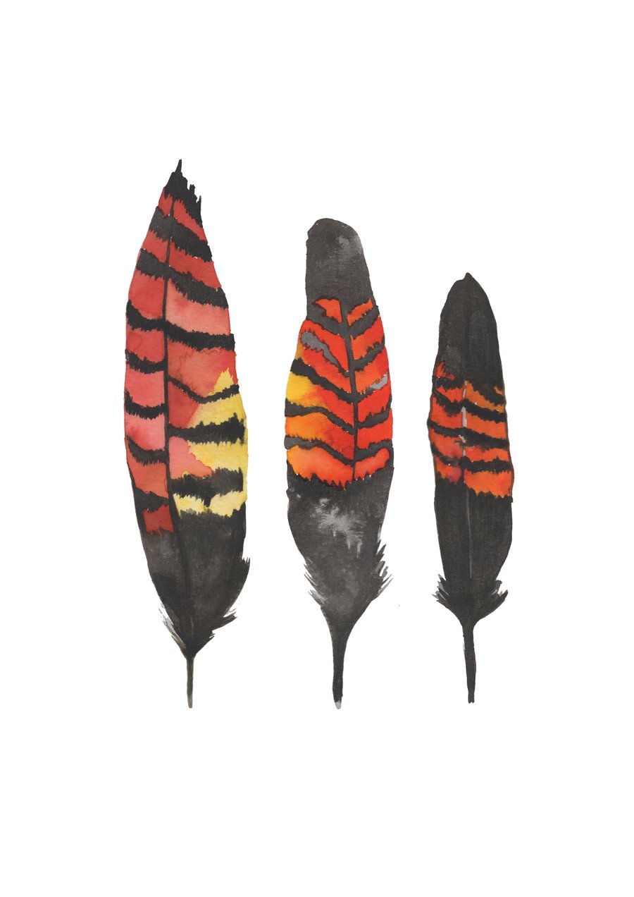Image of Black Cockatoo Feathers