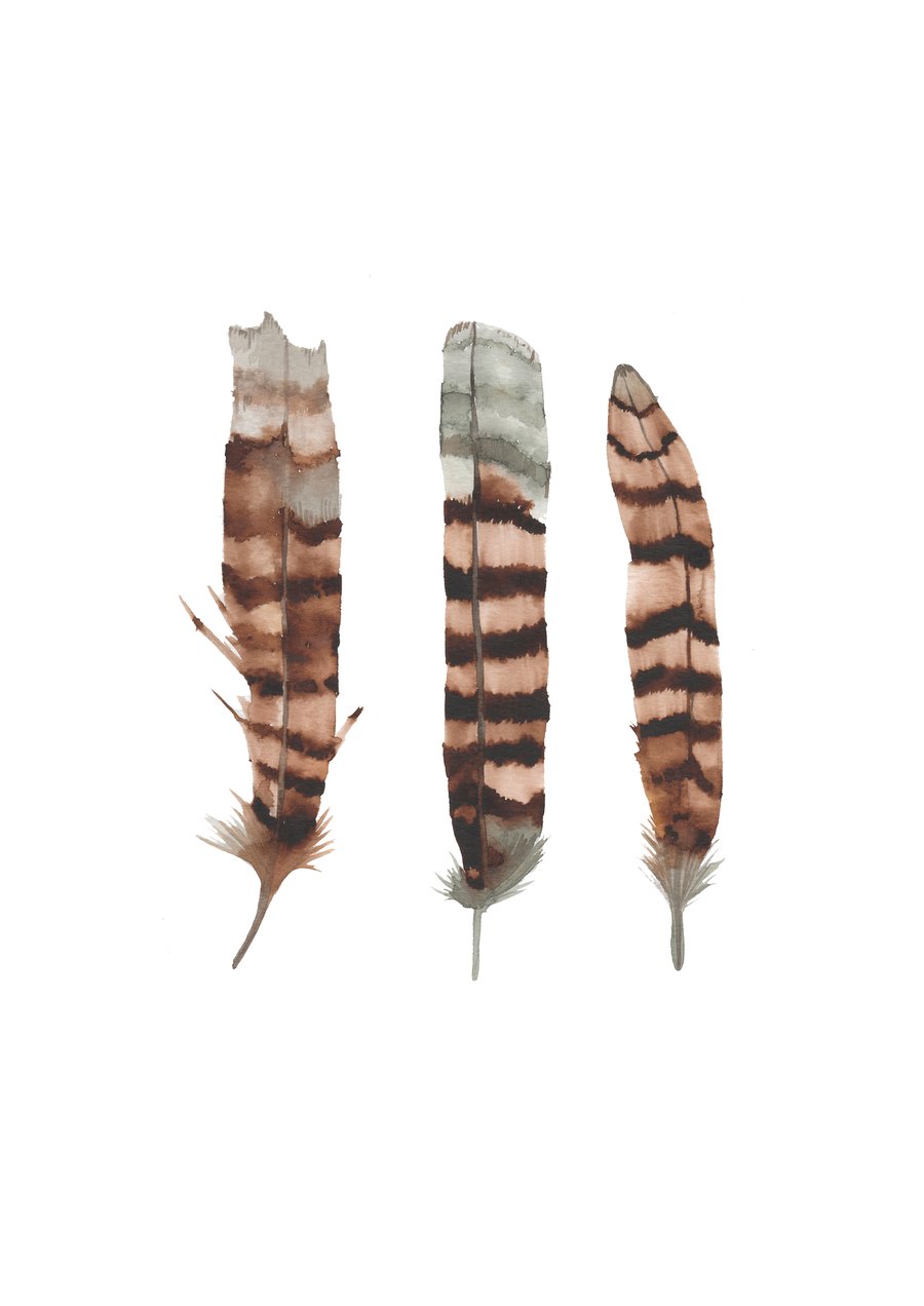 Image of Kookaburra Feathers