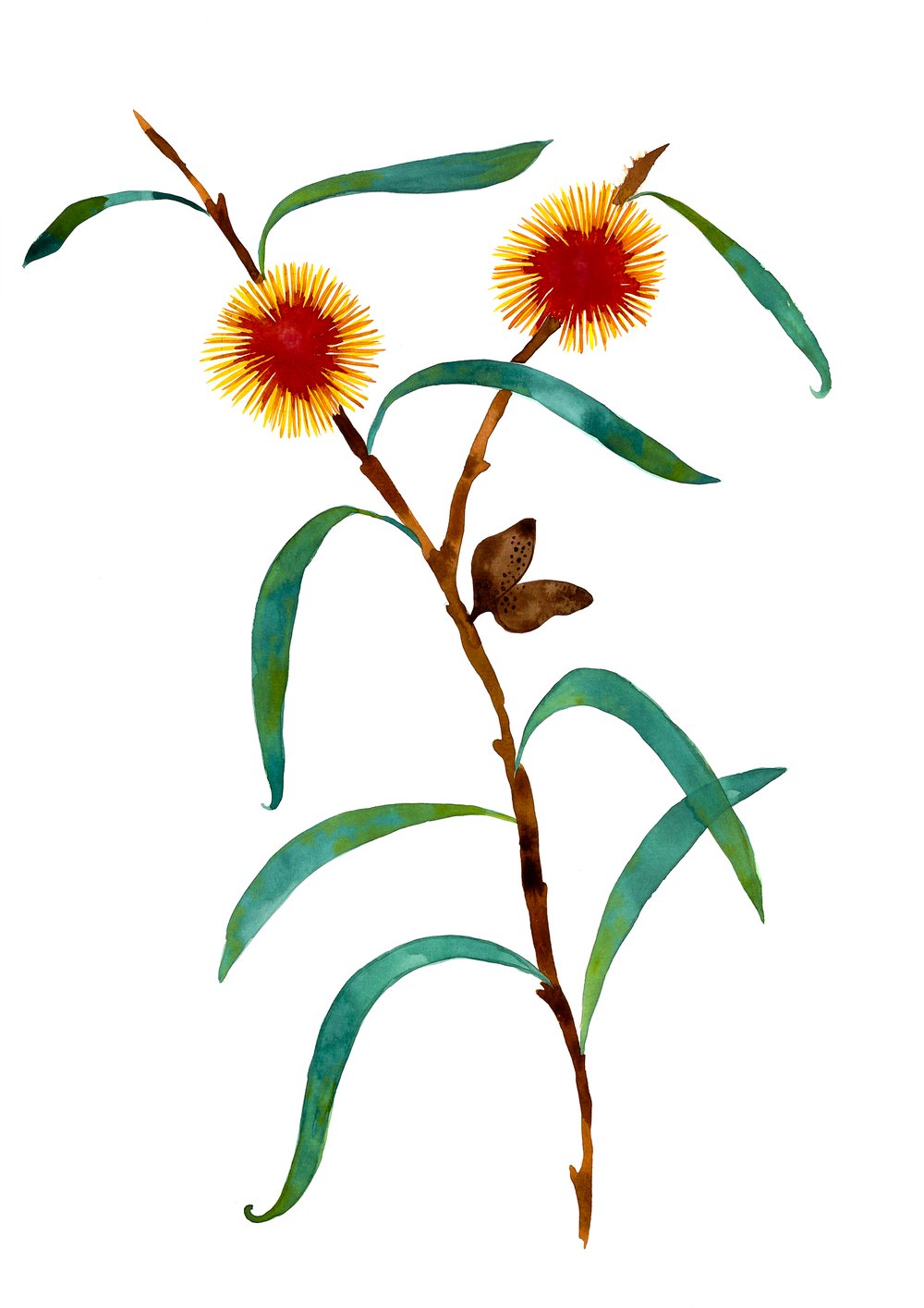 Image of Yellow Hakea
