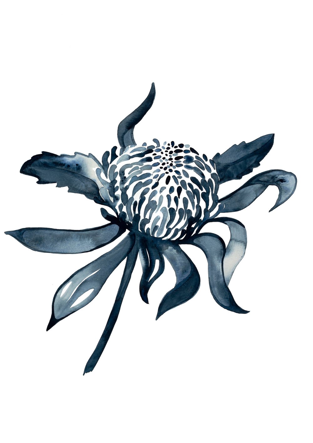 Image of Protea Blue - Australian 