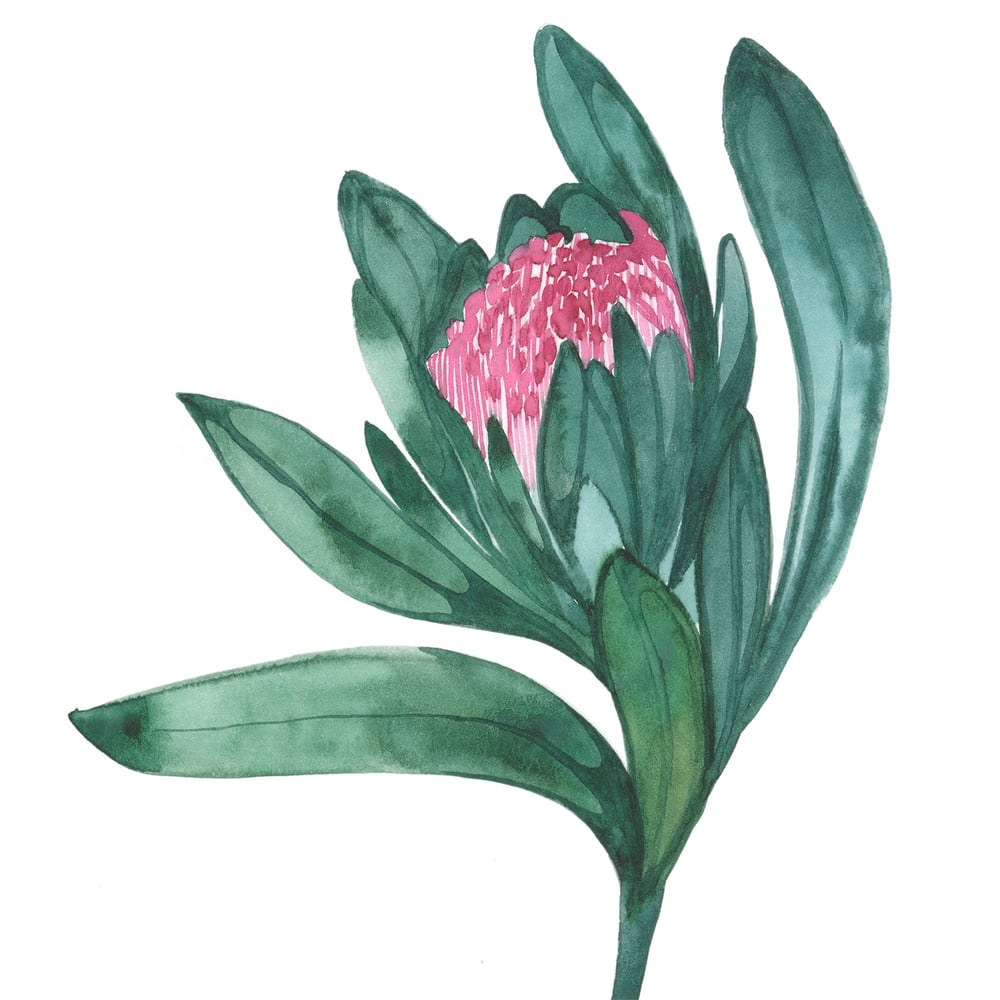Image of Protea - Green and Pink 