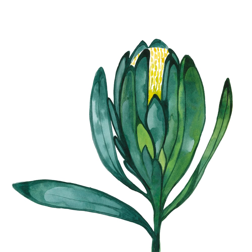 Image of Green Waratah