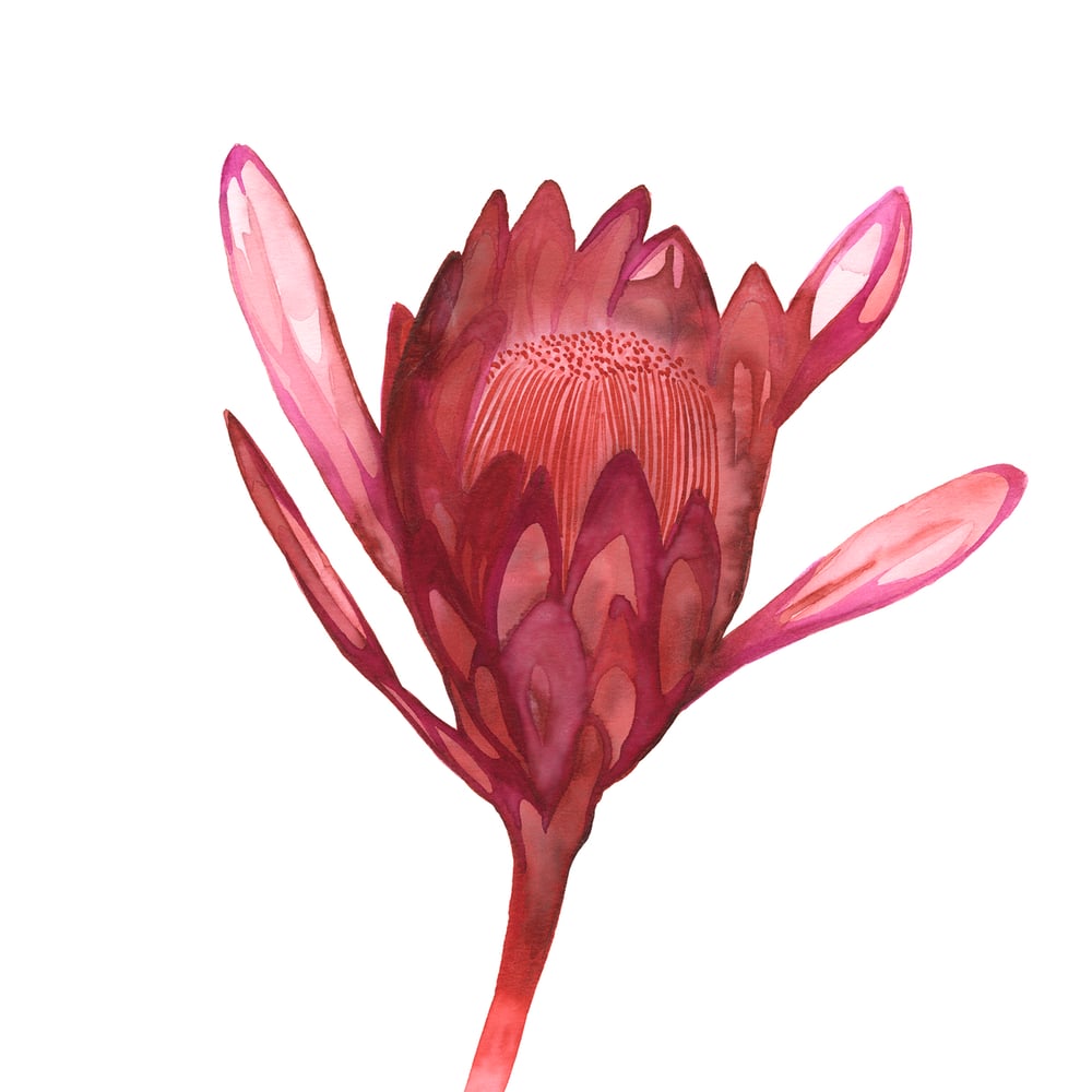 Image of Pink Waratah