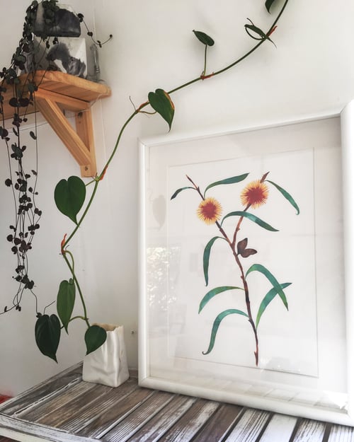 Image of Yellow Hakea