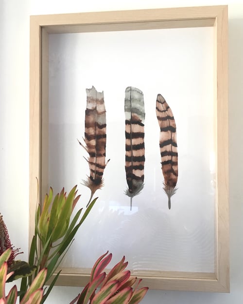Image of Kookaburra Feathers