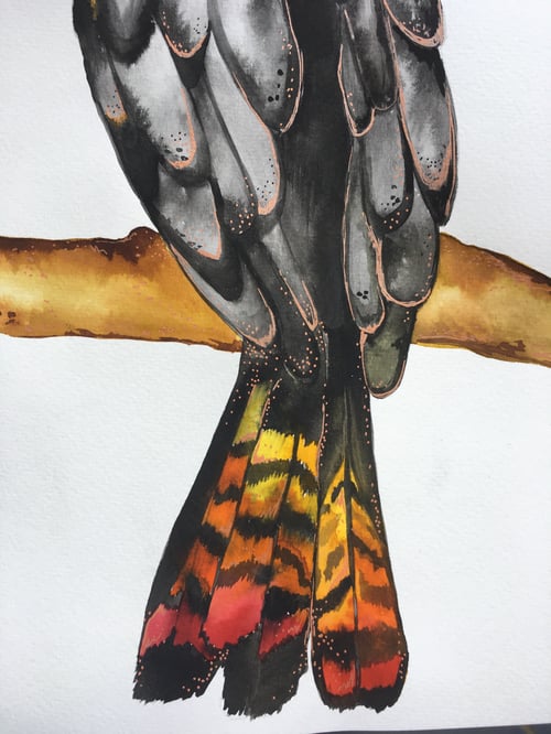 Image of Red Tailed Black Cockatoo