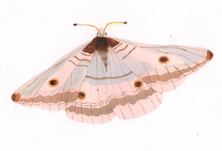 Image of Moth (Original)
