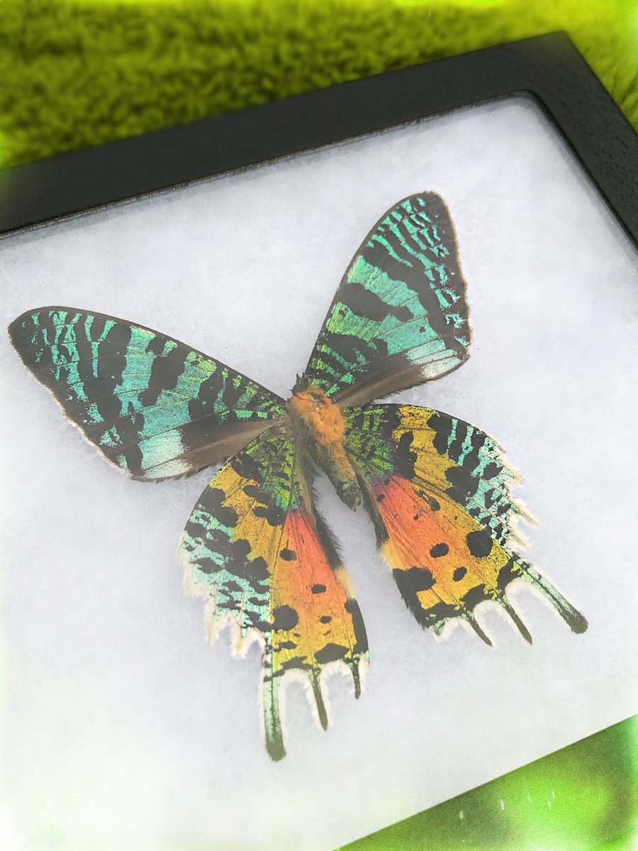 Image of Rainbow Sunset Moth (Chrysiridia Rhipheus)