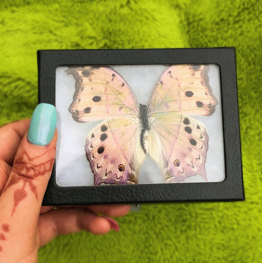 Image of  Real Holographic Butterfly (African Salamis Parhassus) | CRUELTY FREE