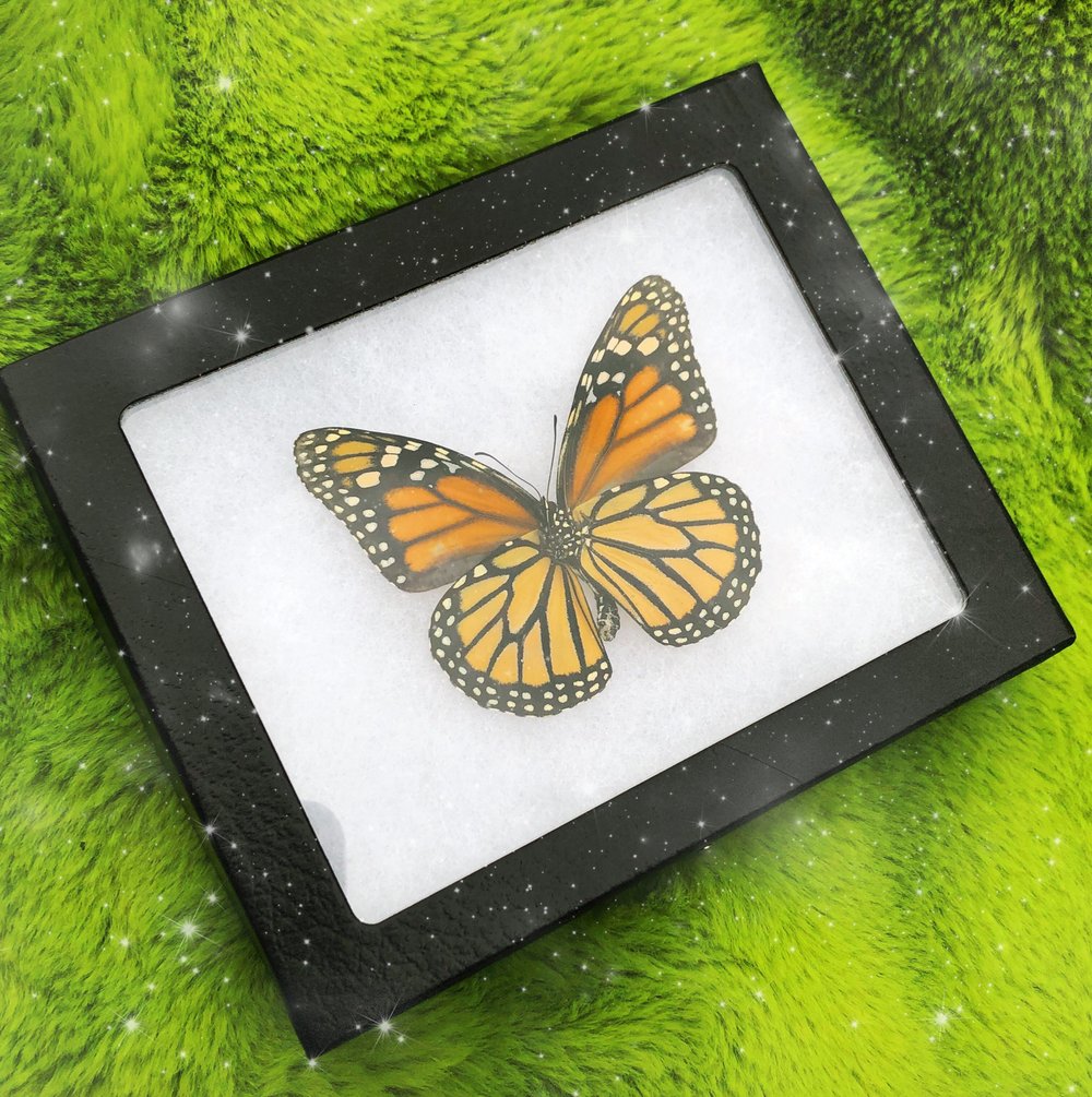 Image of Real North American Monarch Butterfly (Danaus Plexipus Verso) | CRUELTY FREE