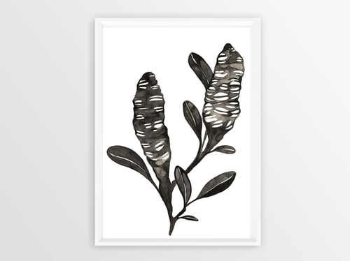 Image of Banksia 