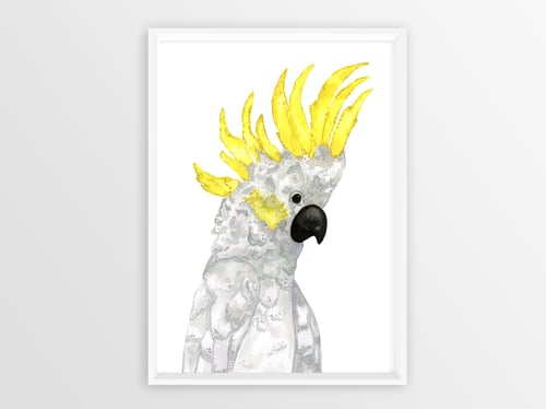 Image of Sulphur-Crested Cockatoo 