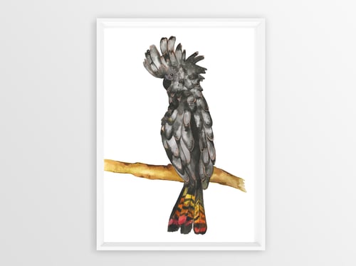 Image of Red Tailed Black Cockatoo