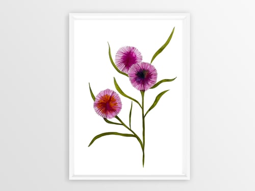 Image of Pink Hakea