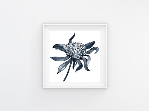 Image of Protea Blue - Australian