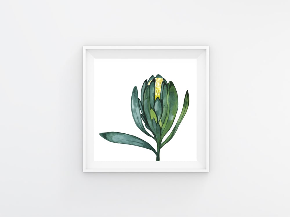 Image of Green Waratah 