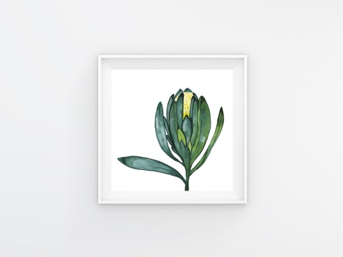 Image of Green Waratah