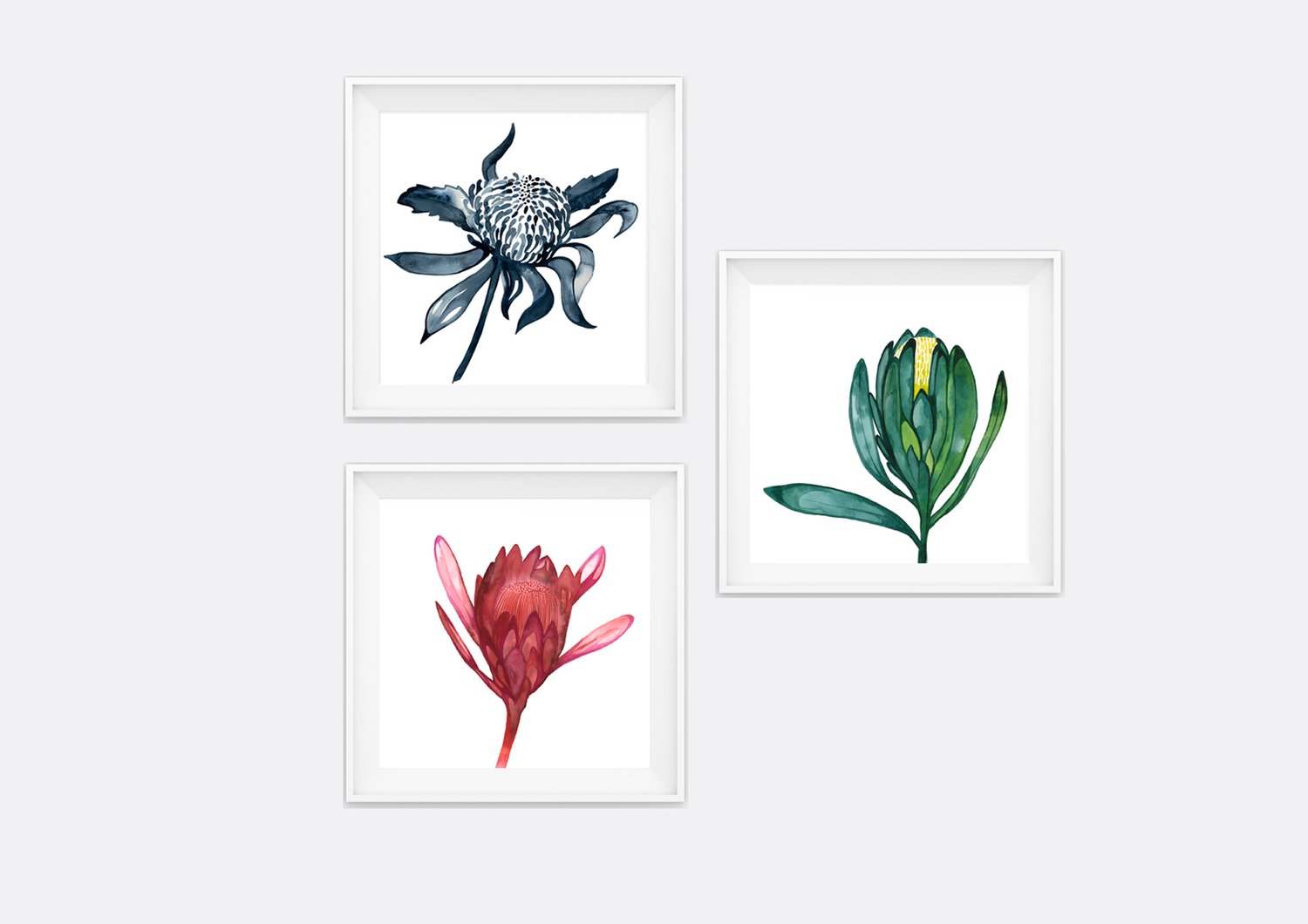Image of Green Waratah 